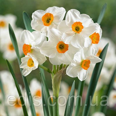 Нарцис багатоквітковий Geranium (Гераніум) 12/14 1 цибулина, фото 1