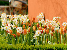 Нарцис багатоквітковий Geranium (Гераніум) 12/14 1 цибулина, фото 3