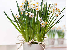 Нарцис багатоквітковий Geranium (Гераніум) 12/14 1 цибулина, фото 4