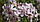 Насіння Квіти Мильнянка  [0,2г] (Насіння України), фото 2