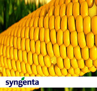 Насіння кукурудзи SY_FORTAGO (VIBRANCE + FORCE ZEA), 1 п.о. 80 000 насінин