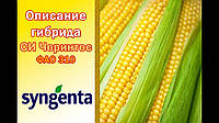 Насіння кукурудзи SY_CHORINTOS (FORCE ZEA), 1 п.о. 80 000 насінин