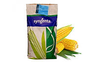 Насіння кукурудзи SY_ZEPHIR (STANDARD), 1 п.о. 80 000 насінин