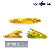 Насіння кукурудзи SY_ORPHEUS (STANDARD), 1 п.о. 80 000 насінин