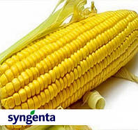 Насіння кукурудзи SY_SCORPIUS (FORCE ZEA), 1 п.о. 80 000 насінин