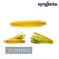 Насіння кукурудзи SY_ROTANGO (FORCE ZEA), 1 п.о. 80 000 насінин