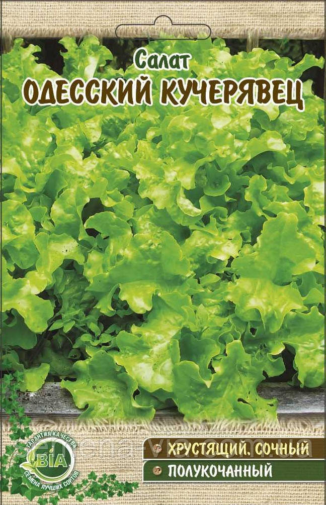 Салат Одеський кучерявець (20 г) (в упаковці 10 шт.)