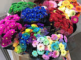 Суха караска для зрізаних квітів 50 г (Польща), фото 3