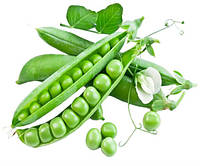 Насіння гороху Сомервуд 100 г Syngenta