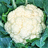 Капуста цвітна ГОХАН F1 | HOKHAN F1 Syngenta 2500 шт.