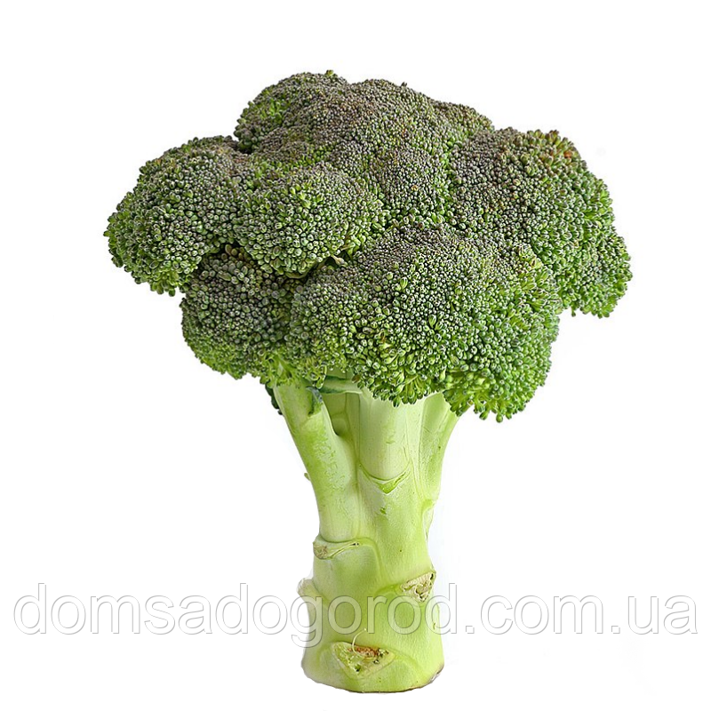 Капуста броколі БАТОРІ F1 Syngenta 2500 шт.