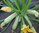 Насіння кабачка Кавілі F1 5 шт. Nunhems, фото 2
