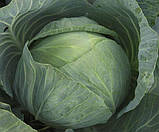 Насіння капусти Агрессор F1 50 шт. Syngenta, фото 2