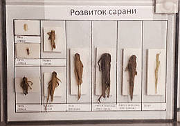 Колекція Розвиток сарани