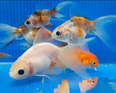 Акваріумна рибка золота рибка в асортименті (3 см), фото 3
