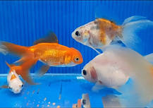 Акваріумна рибка золота рибка в асортименті (3 см), фото 2