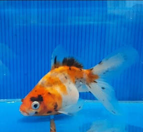 Акваріумна рибка золота рибка в асортименті (4 см)