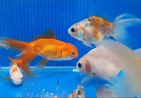 Акваріумна рибка золота рибка в асортименті (5-6 см)