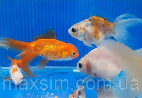 Акваріумна рибка золота рибка в асортименті (5-6 см), фото 2