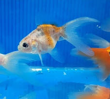 Акваріумна рибка золота рибка в асортименті (5-6 см), фото 3
