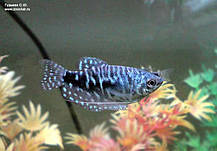 Акваріумна рибка мармуровий гурамі 2,5-3 см, фото 2