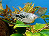 Акваріумна рибка мармуровий гурамі 2,5-3 см, фото 2