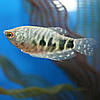 Акваріумна рибка мармуровий гурамі 2,5-3 см, фото 3