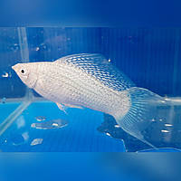 Аквариумная рыбка серебристая молинезия ( снежинка ) 2 см