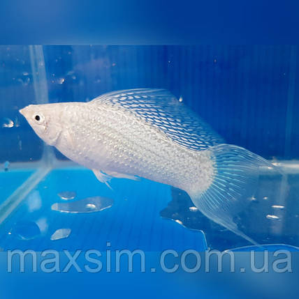 Акваріумна рибка срібляста молінезія ( сніжинка) 2 см, фото 2