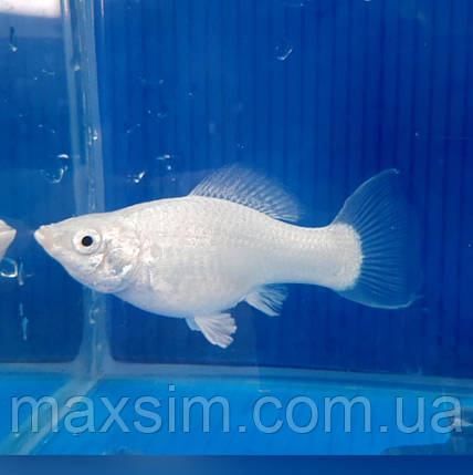 Акваріумна рибка срібляста молінезія ( сніжинка) 2 см, фото 2