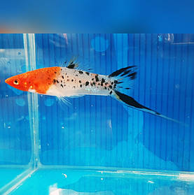 Акваріумна рибка меченосець кої 2,5 см