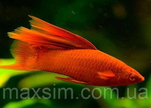 Акваріумна рибка меченосець червоний 2,5 см