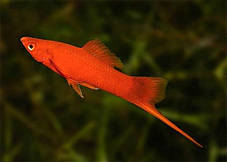 Акваріумна рибка меченосець червоний 2,5 см, фото 2