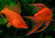 Акваріумна рибка меченосець червоний 2,5 см, фото 3