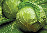 Насіння капусти Джетодор F1 20 шт. Syngenta, фото 2