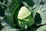 Насіння капусти Сторідор F1 20 шт. пізній Syngenta, фото 2