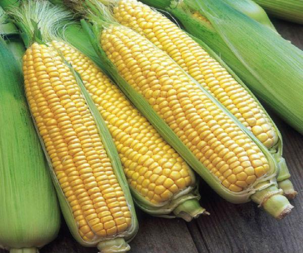 Семена сладкой кукурузы Сентинель F1 50 шт. Clause - фото 2 - id-p433637527