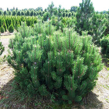 Саджанці Сосни гірської Монтана (Pinus mugo Montana)