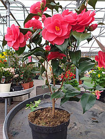 Камелія сітчаста Mary Williams 2 річна, Камелія сітчаста Мері Вільямс, camellia reticulata Mary Williams