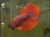 Акваріумна рибка петушок в асортименті халфмун, корона дельта підлітки самці та самки, фото 4