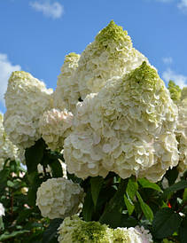 Гортензія волотиста Magical Mont Blanc 2 річна, Гортензія волотиста Меджікал Монт Блан, Hydrangea panicula