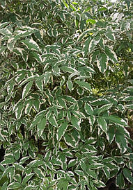 Бузина чорна Variegata 2 річна, Бузина чорна Варіегата, Sambucus nigra Variegata