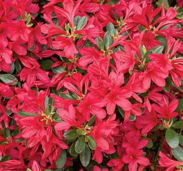 Азалія японська Toreador 4 річна, Азалия японская / рододендрон Тореадор, Azalea japonica Toreador, фото 3
