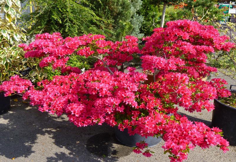 Азалія японська Toreador 4 річна, Азалия японская / рододендрон Тореадор, Azalea japonica Toreador