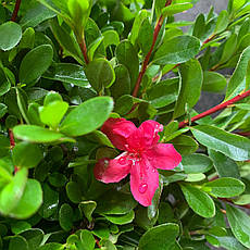 Азалія японська Toreador 4 річна, Азалия японская / рододендрон Тореадор, Azalea japonica Toreador, фото 5