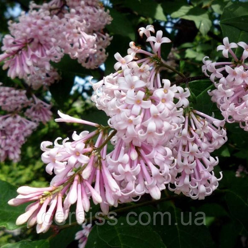 Бузок угорський (карпатський), Syringa josikaea