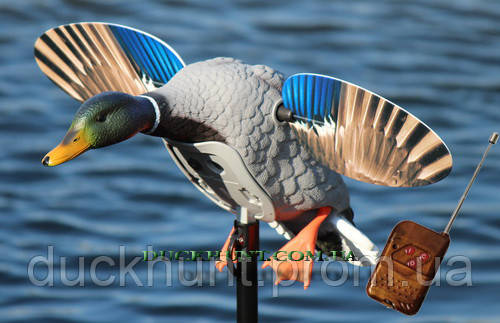 Чучело селезня кряквы MOJO Elite King Mallard c Д/У - фото 1 - id-p1304281247