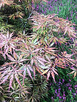Клен японський "Dissectum".
Acer palmatum "Dissectum".