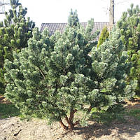 Сосна звичайна Waterery С3