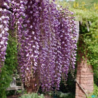 Гліцинія ряснобарвна Ludwik Lawin